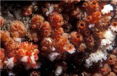 Baked bean sea squirt  © Paul Kay